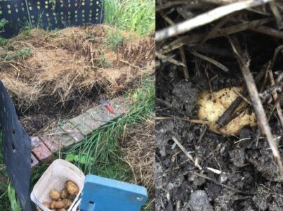 Digging for Gold in the Garden Image